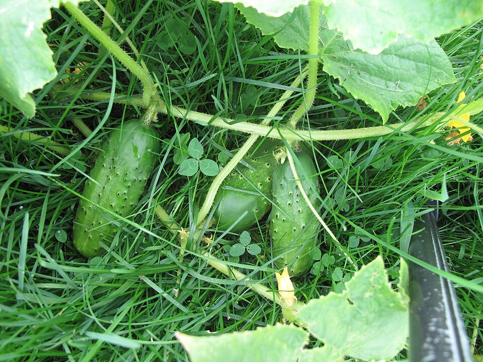 Okurky a cukety nejsou totéž, i když si to polovina zahrádkářů myslí. Zkušený chalupář rozdíl pozná okamžitě. Zvládnete to taky?