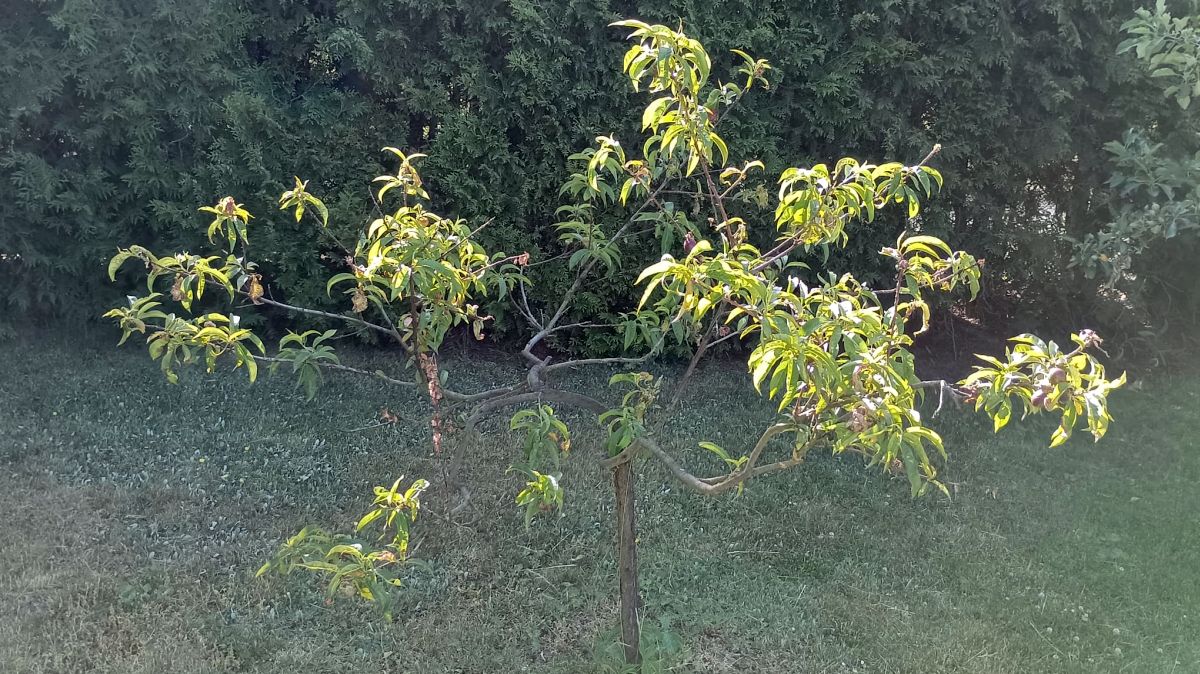 Jabloň, hruška, fíkovník a mandle: všechny 4 stromy potřebují do země, než půda vychladne. Jinak kořeny nestihnou zakořenit