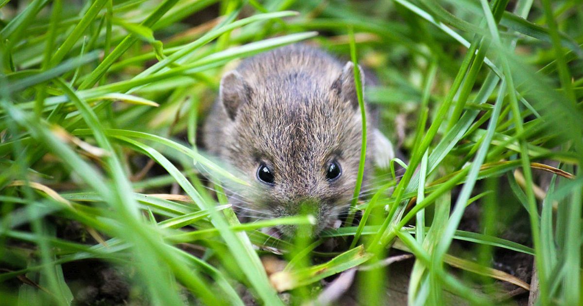 Pepř, skořice, česnek a trocha octa. Nalijte směs do koutů a myši se z domu vystěhují samy, bez pastí a jedů