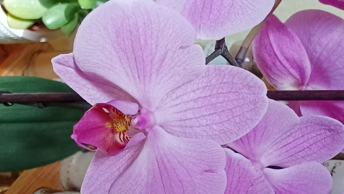 Orchidej v létě nesnáší přímé slunce, ale potřebuje světlo. Rozdíl mezi kvetením a úhynem je pozice o metr dál od okna