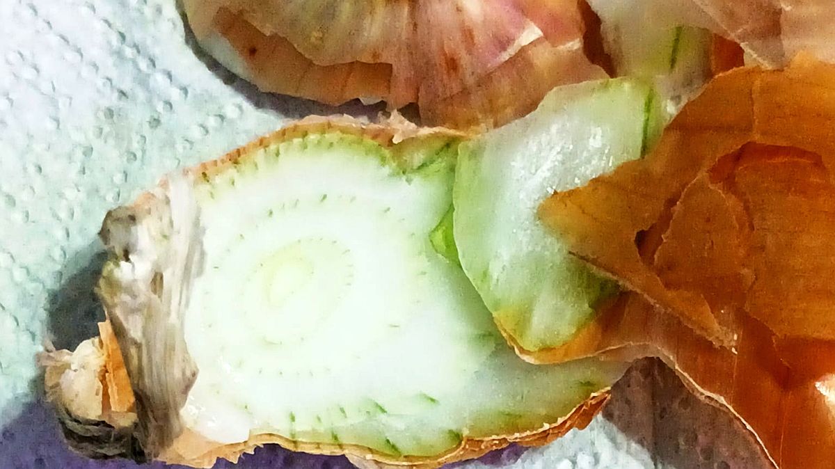 Hrst cibulových slupek ve vodě a máte postřik na mšice i hnojivo na okurky zároveň. Recept má čtyři kroky