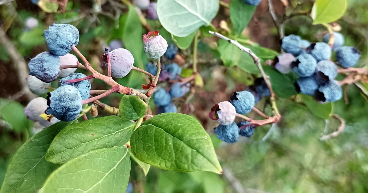 Borůvky po sklizni: kdo teď v srpnu přihodí dusík, na jaře zažije zklamání. Jediná chyba stačí