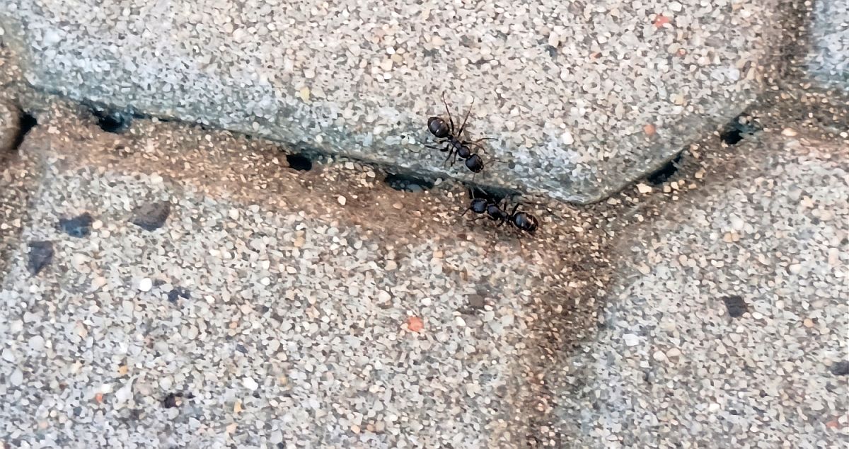 Droždí a cukr smícháte do kaše a naplníte víčka od PET lahví. Mravenci si to rozeberou a kolonie se rozpadne zevnitř