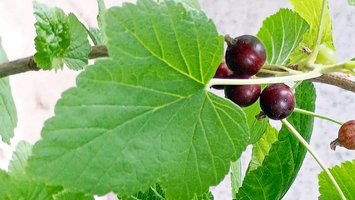 Domácí hnojivo pod rybíz hned po sklizni a správný řez: Dva zásahy, které z keře vytáhnou příští rok dvojnásobnou úrodu