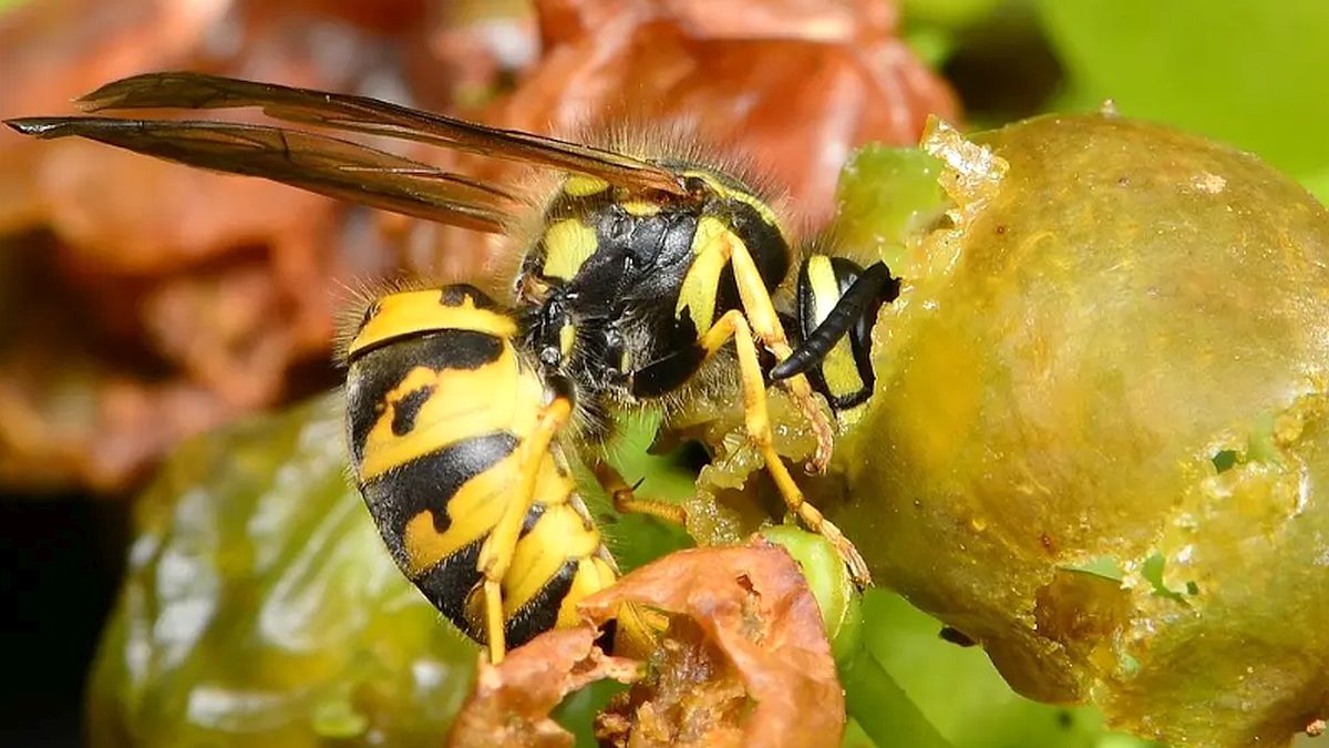 Zvětralé pivo a lžíce octa: tahle směs přitáhne vosy, ale včely od ní utečou. Lapač z PET lahve stojí pár korun