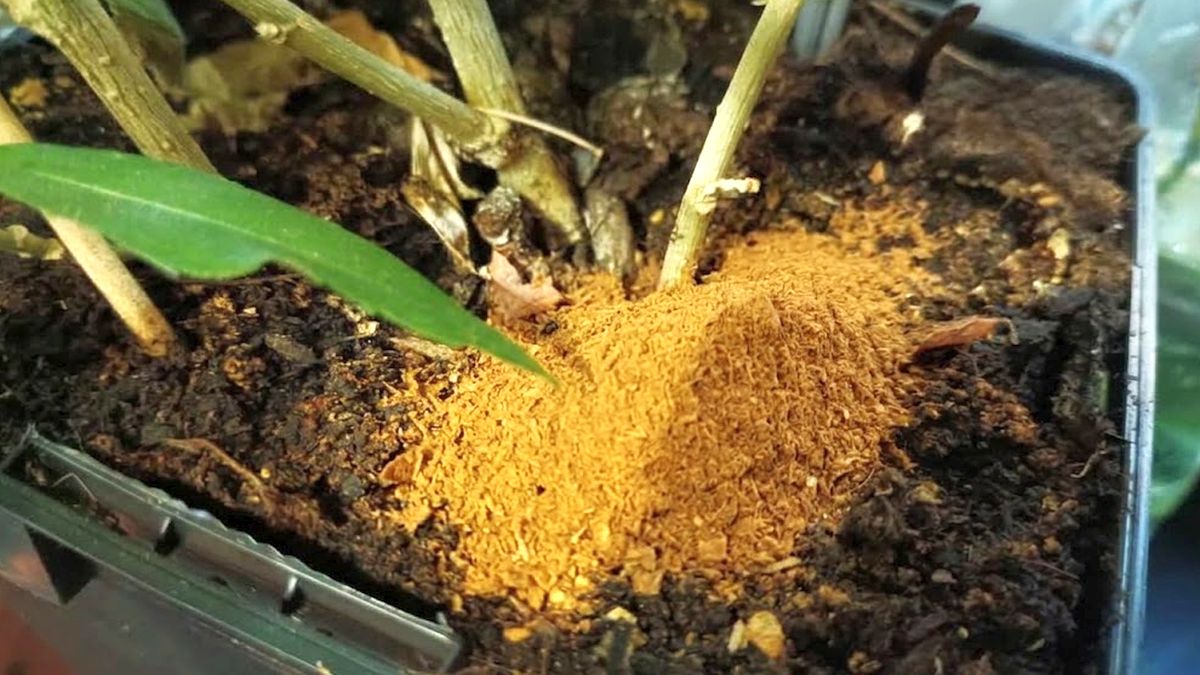 Nasypte skořici na povrch hlíny v květináči a smutnice se už nikdy nevylíhnou. Přerušíte jejich životní cyklus za pár vteřin