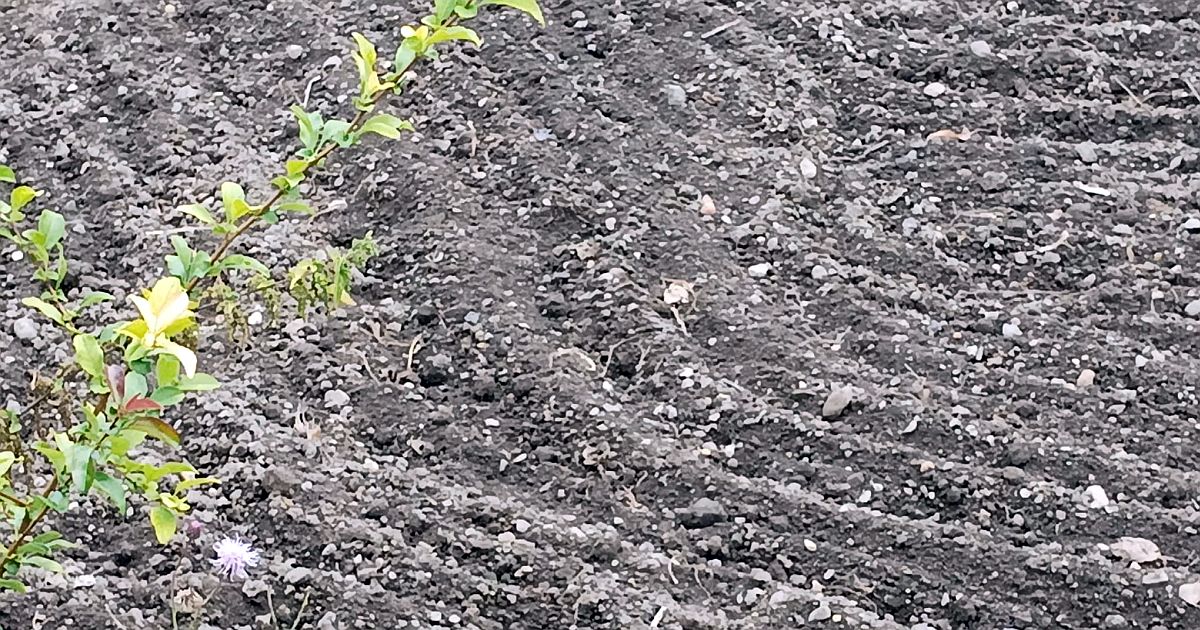Po sklizni brambor a hráchu záhon nezorejte. Kdo teď zaseje jednu rychlou zeleninu, v říjnu si pochutná na čerstvé úrodě