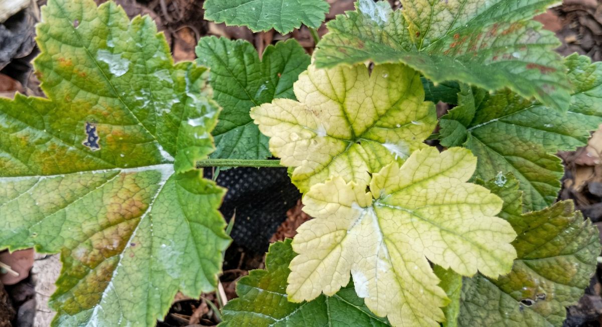 Kdo rybíz po sklizni neprořeže správně, příští rok sklidí samé drobné a kyselé bobule. Červený a černý ale plodí na jiném typu dřeva