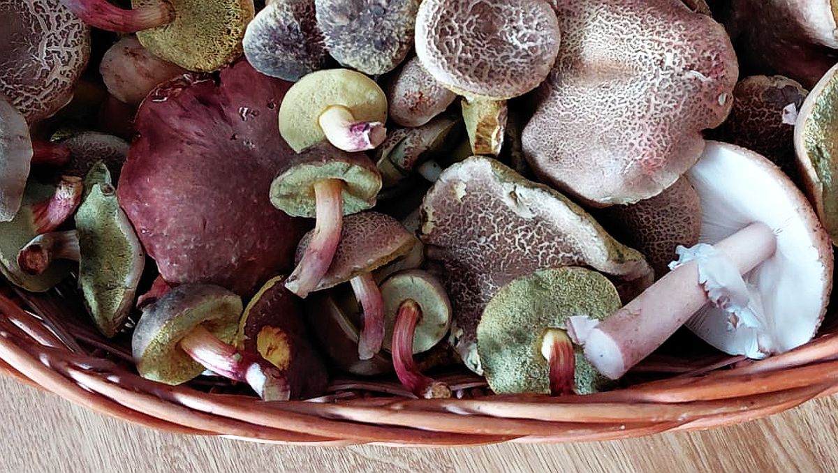 Některým houbám stačí 15 minut vaření, jiné potřebují 50. Kdo je hodí do hrnce bez rozmyslu, může skončit s bolestí břicha