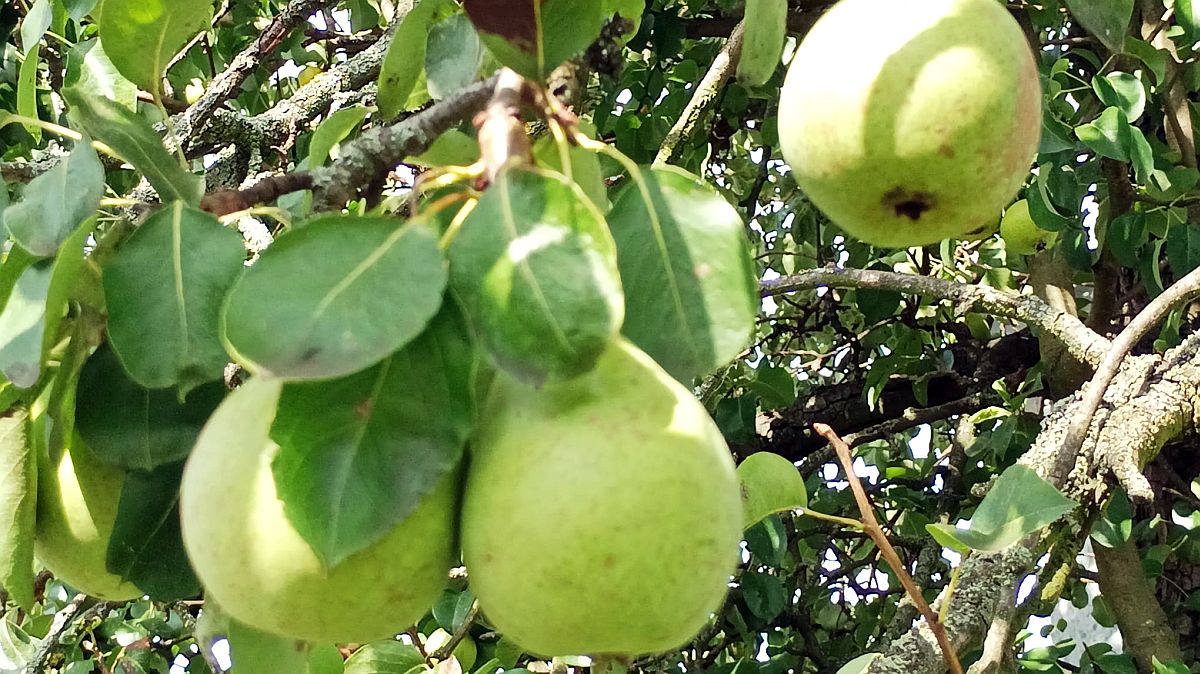 Kdo na podzim prořeže jabloň nebo hrušeň, může strom oslabit tak, že nepřežije zimu. A to není jediná chyba, které se dopouštíme