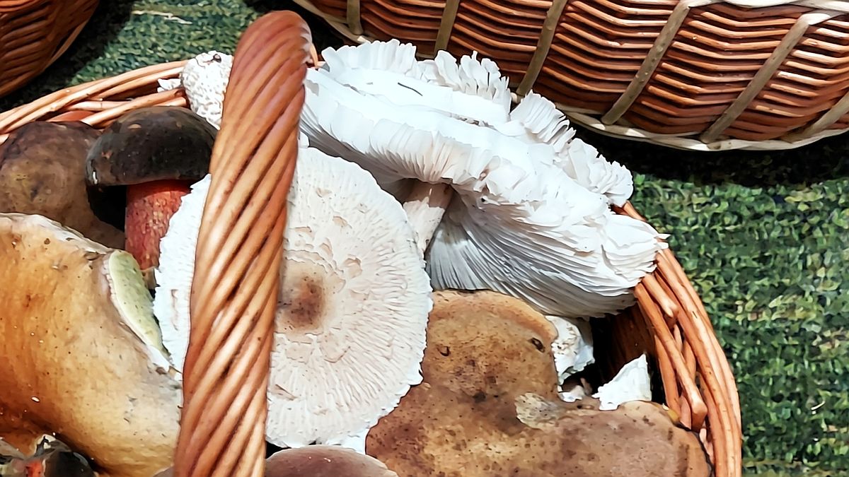 Mladé bedly s uzavřeným kloboučkem většina houbařů přejde. Stačí je doma postavit do 2 cm vody a ráno máte surovinu na řízky