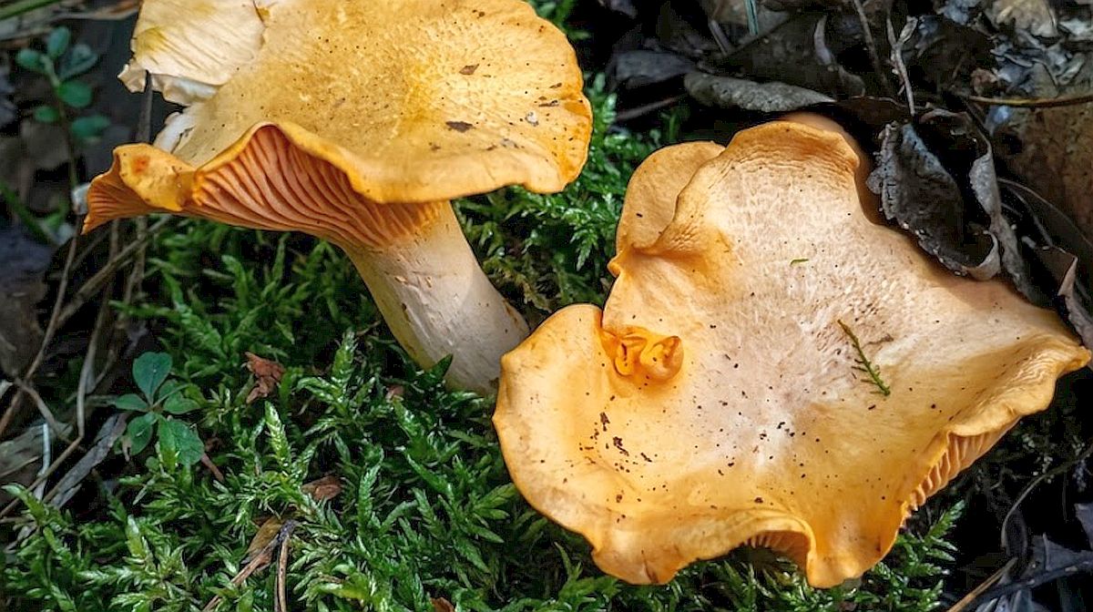 Kdo dá lišky do mrazáku bez předchozí úpravy, dostane hořké houby na vyhození. A týká se to i jiných hub