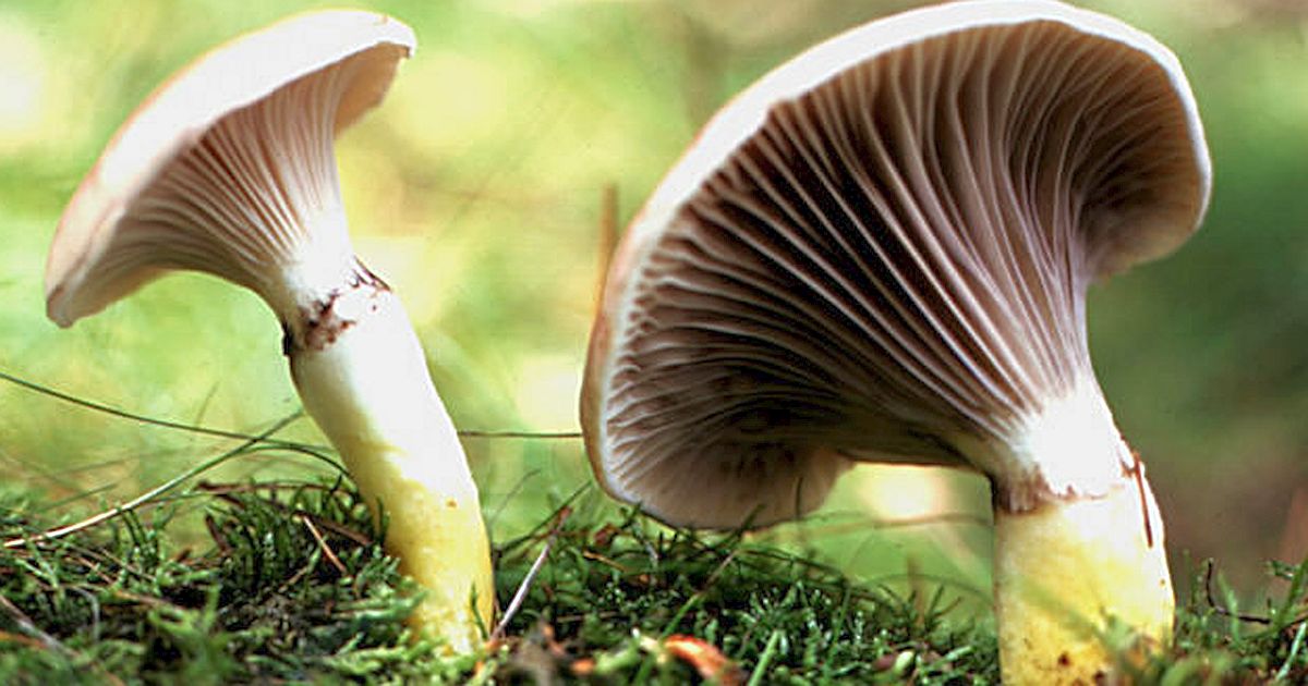 Slizká houba, kterou nikdo nechce sbírat, je podle atlasů výborná. Stačí jeden tah nožem a vypadá úplně jinak