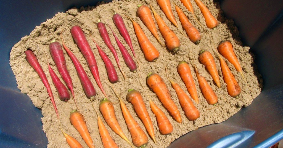 Jak správně skladovat mrkev?