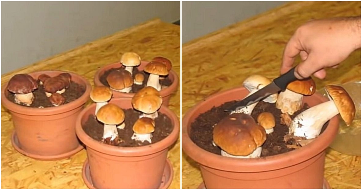 Jak pěstovat houby v bytě?