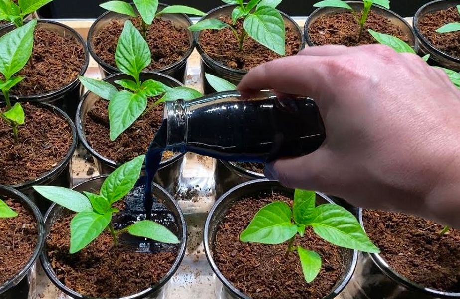 Čím hnojit malé sazenice?