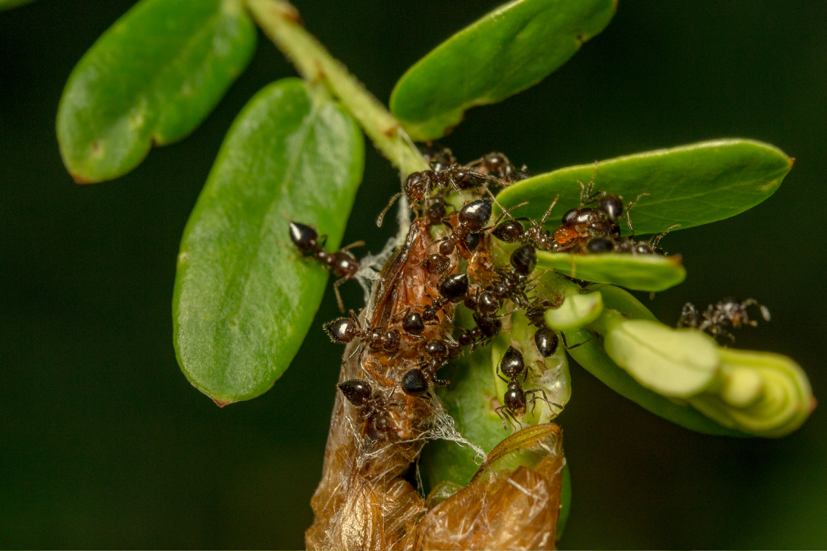 Banán a šikovná kyselina odežene všechny mravence ze zahrady