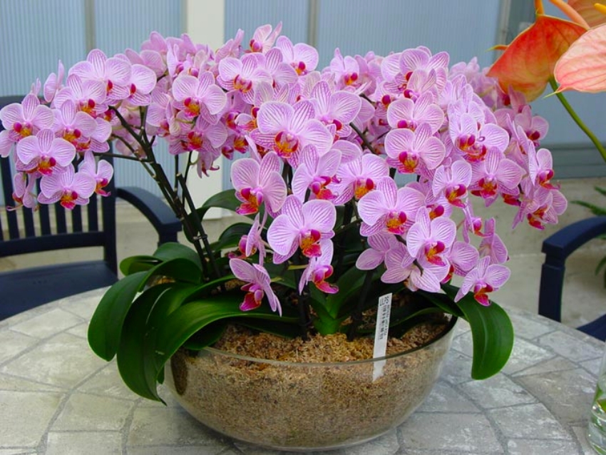 Perfektním pomocníkem pro orchidej je obyčejná aloe vera