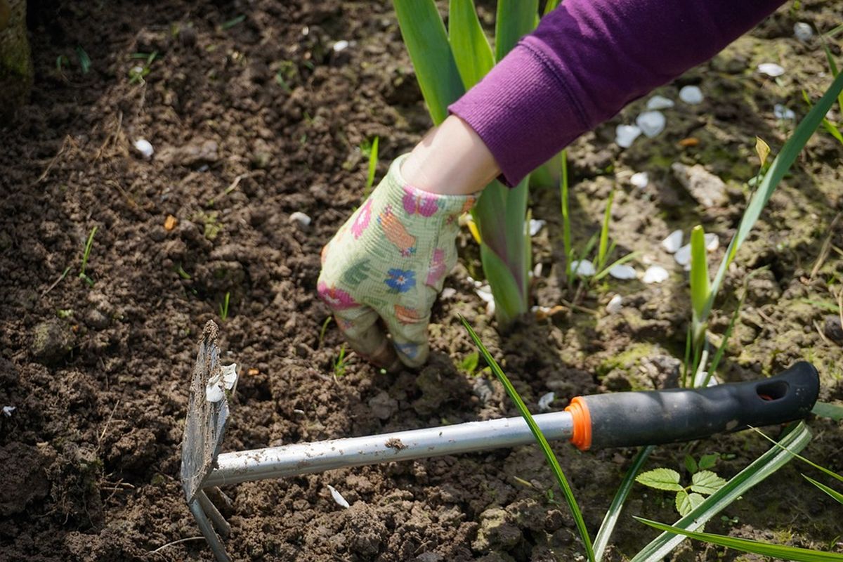 Z vytrhaného plevele uděláte hnojivo pro celou zahradu