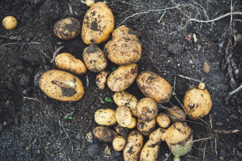 Bohatou úrodu brambor zařídí kravský hnůj či dobře vyzrálý kompost