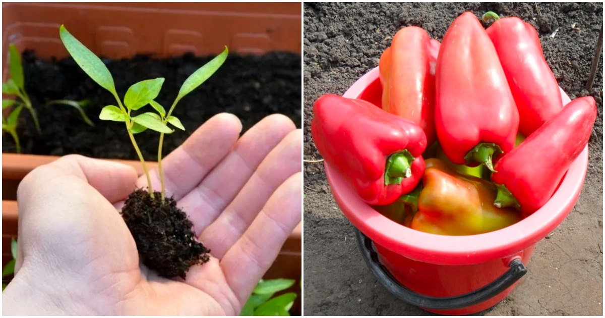 Jak hluboko se sázejí papriky?