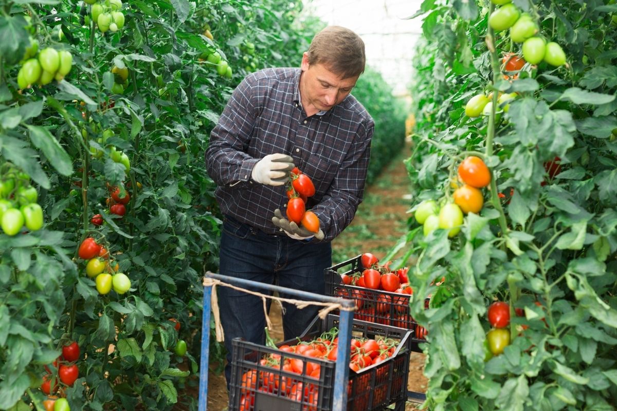 Obří úrodu rajčat v roce 2023 zařídí zálivka z bramborových slupek