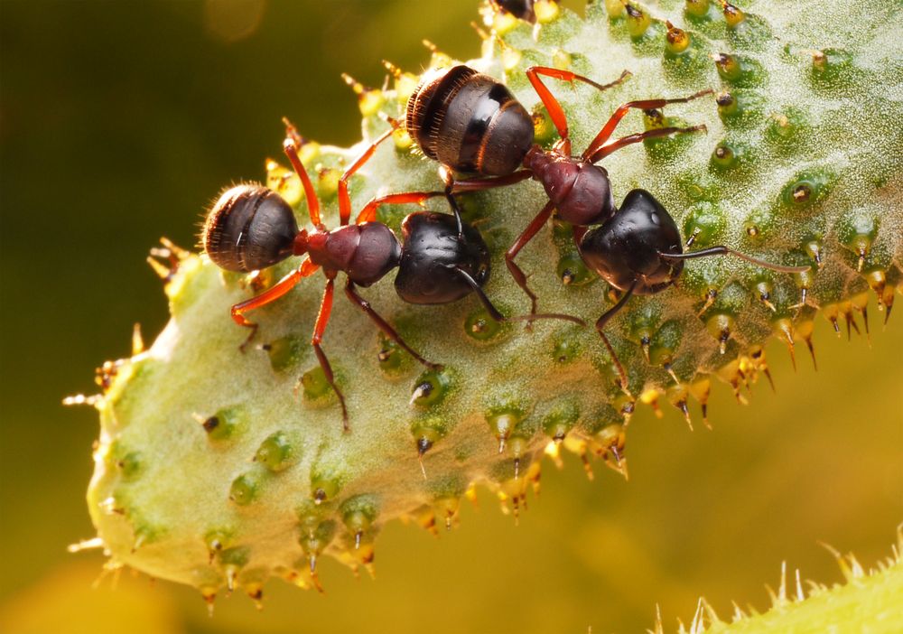 Jak na mravence