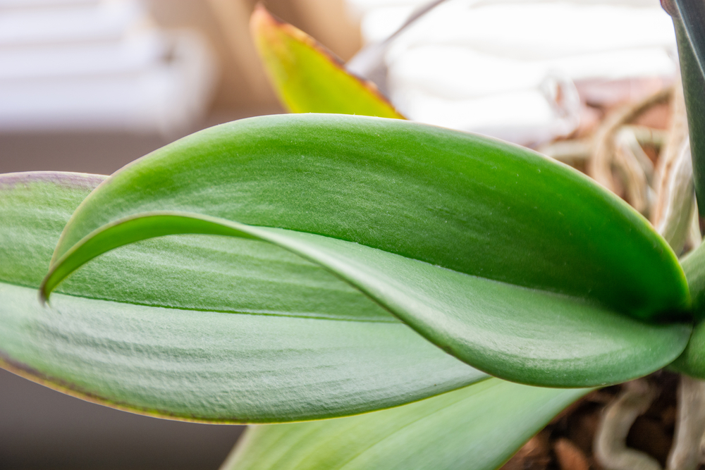 Čím potírat listy orchidejí?