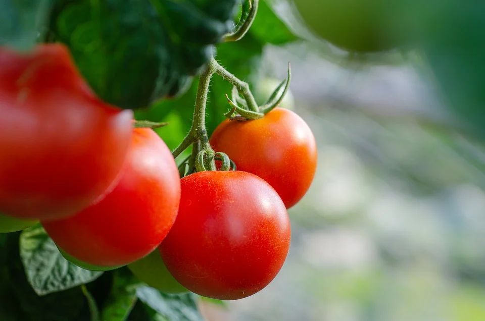 Co dělat, když se listy rajčat kroutí