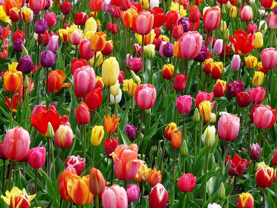 Čím na jaře pohnojit tulipány, aby bohatě kvetly a zbarvily se