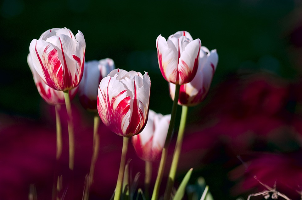 Vše o pěstování tulipánů na zahradě