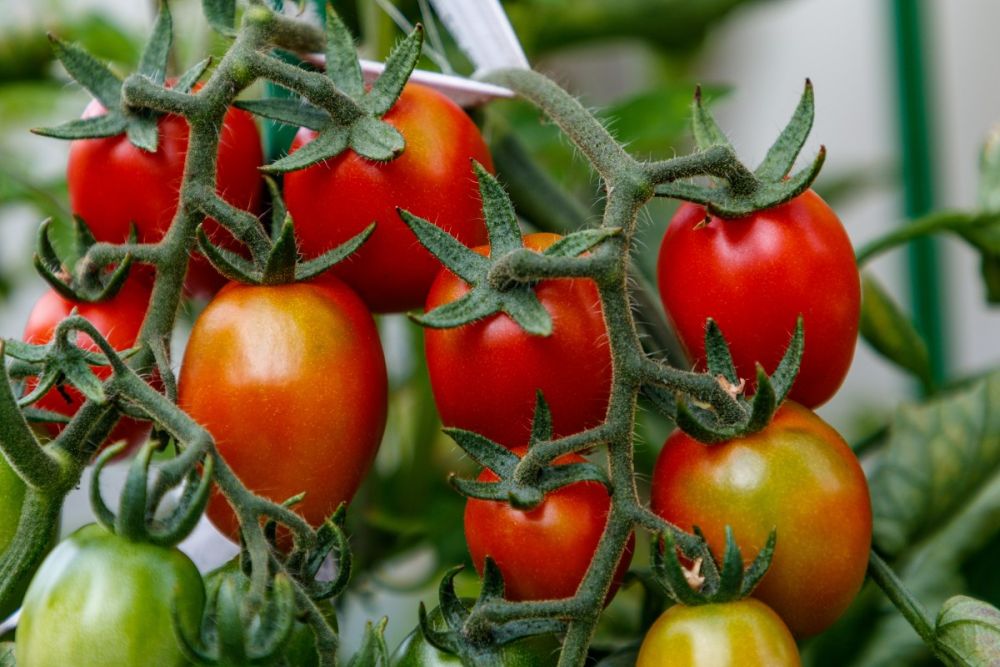 Mnoho plodů bez plísně – u rajčat stačí pár kapek jódu