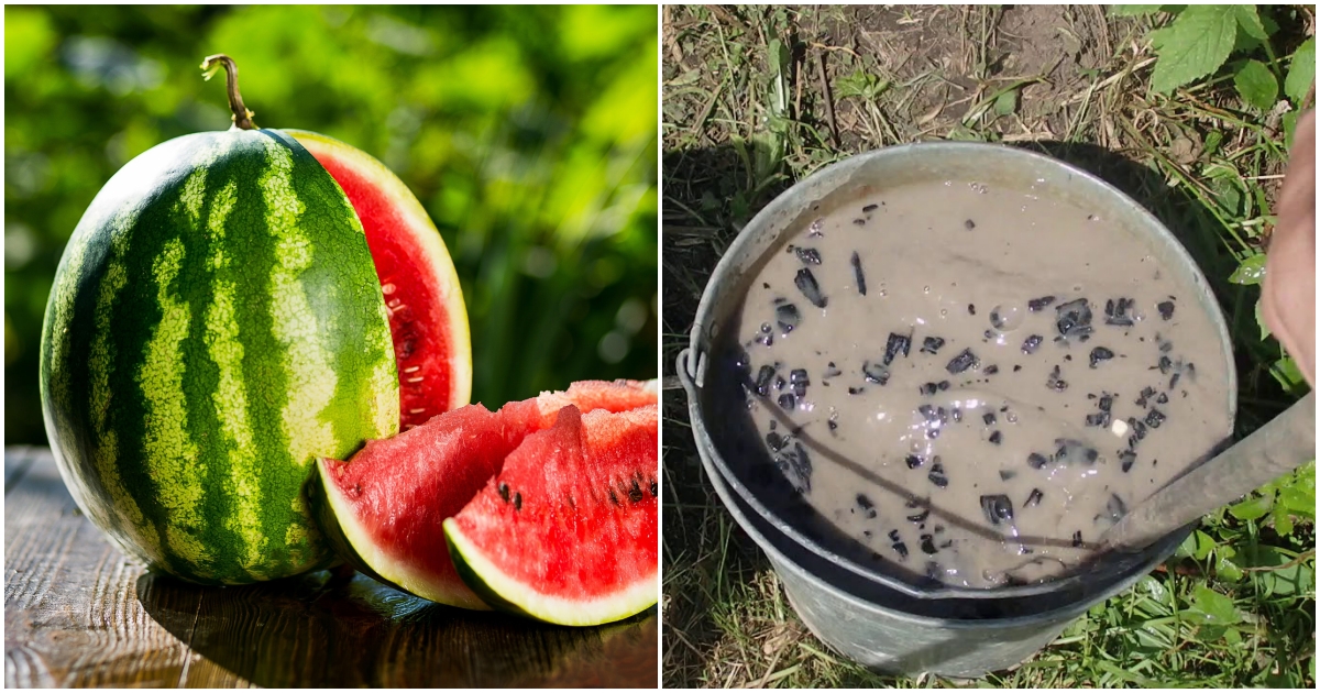 Čím se hnojí meloun?