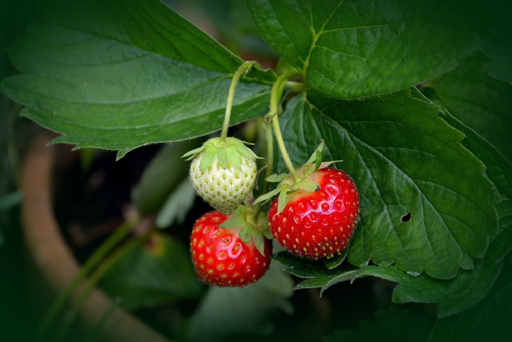 Aby se letos vaše úroda jahod opravdu vydařila, musíte je pohnojit těmi správnými prvky. Pomoci může třeba droždí.