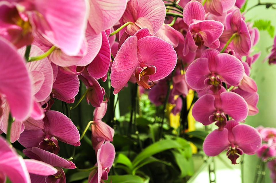 Nejlepší místa pro orchidej v bytě