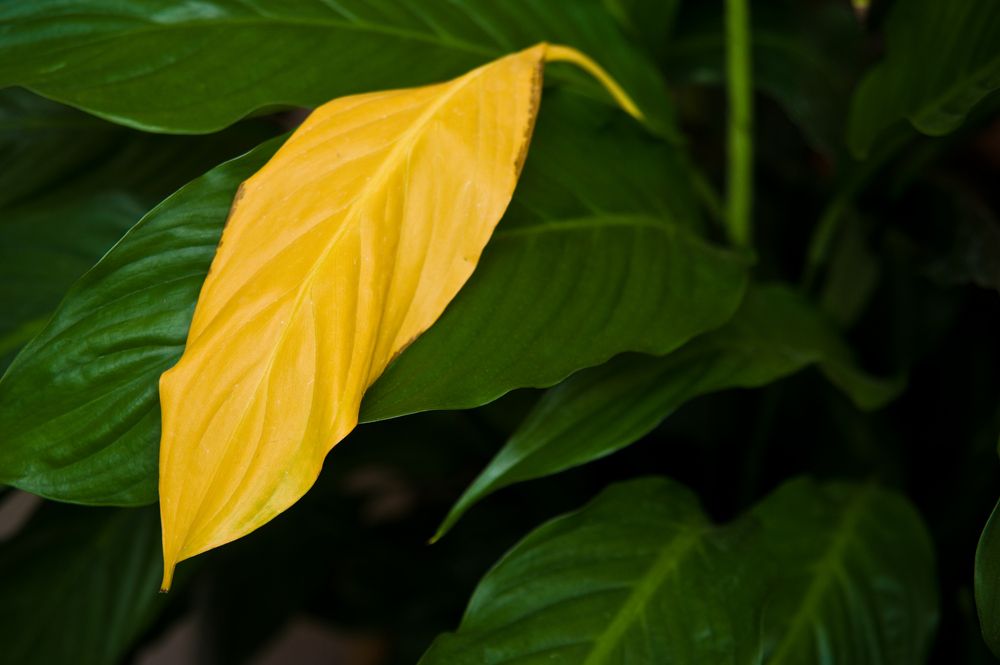 Žluté listy pokojových rostlin: S problémem si poradí větrání a zvlhčovač