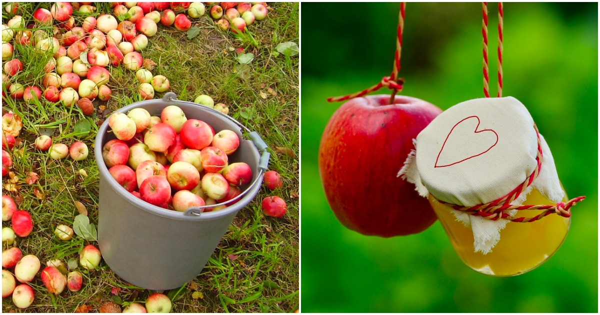 Co delat se spadanými jablky?