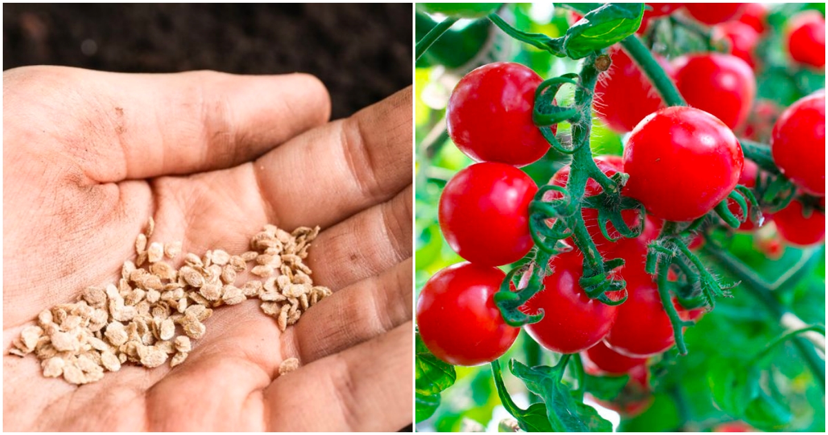 Jak dlouho vydrží semena rajčat?