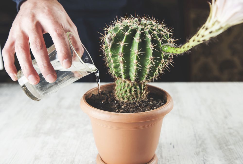 Jak správně zalít kaktus?