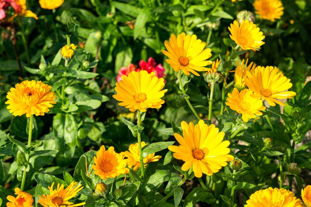 Pěstování měsíčku na zahradě vám může přinést mnoho výhod – rozhodně totiž nejde jen o obyčejnou dekorativní květinu