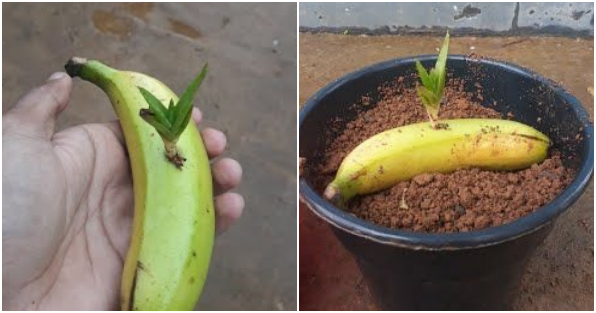 Вырастить банан из покупного банана. Семена банана. Росток банана из косточки. Прорастить банан. Проросший банан.