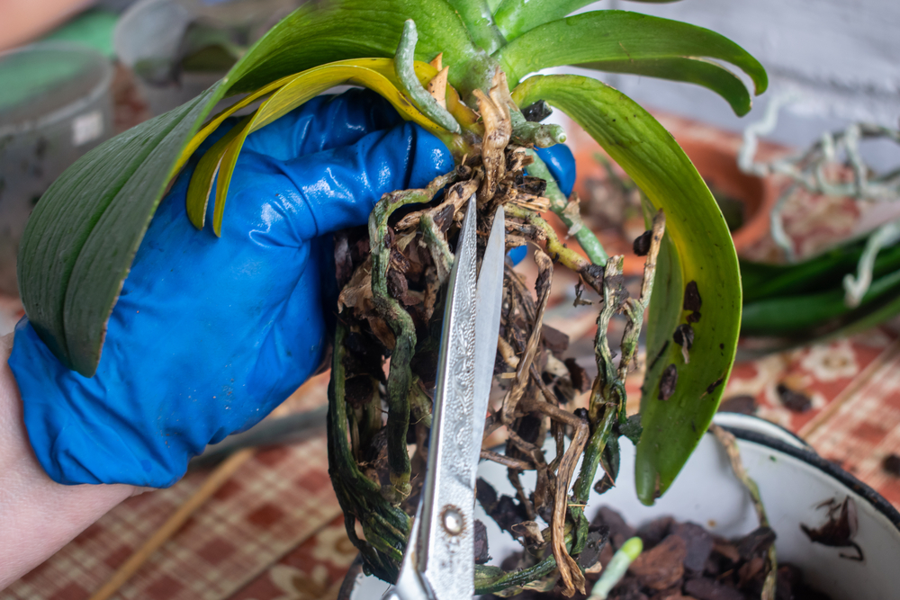 Ne vždy se pokojovým orchidejí daří tak, jak by si jejich majitelé představovali – někdy však může pomoci docela jednoduchý trik