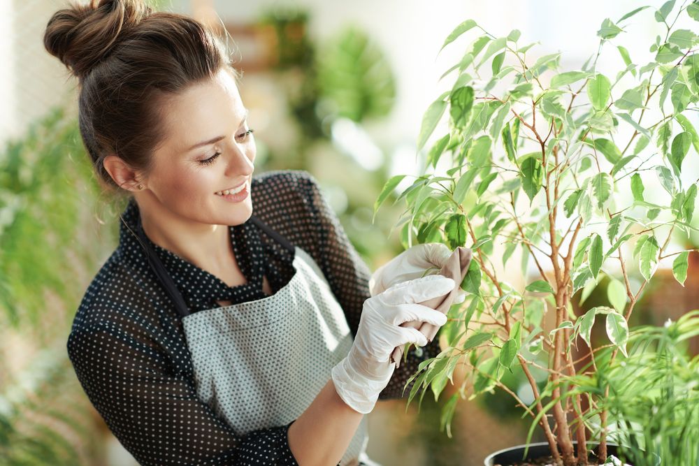 3 rostliny, které pomáhají odstraňovat prach