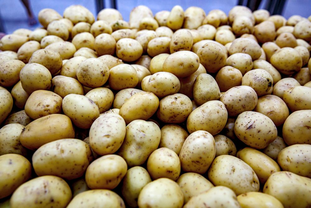 Obří úrodu brambor v roce 2023 zařídí jediný pomocník