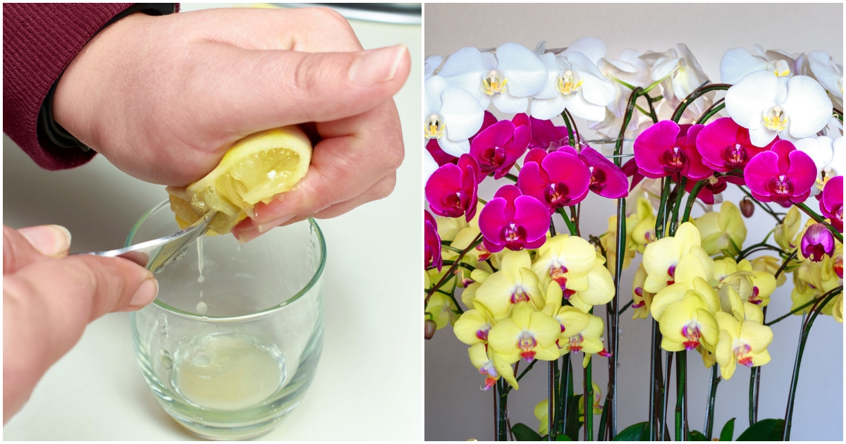 Jak nastartovat orchideje?