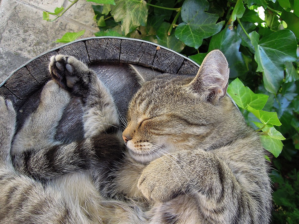 Jak vyrobit repelent proti kočkám na zahradě z přírodních ingrediencí