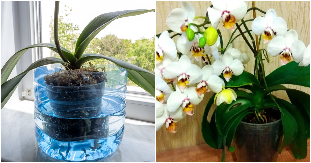 Čím zalévat orchideje aby kvetly?