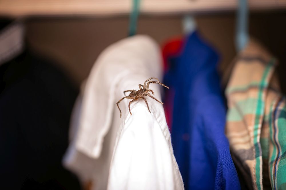 Jak vyhnat pavouky z domu: Vůni těchto esenciálních olejů nesnesou