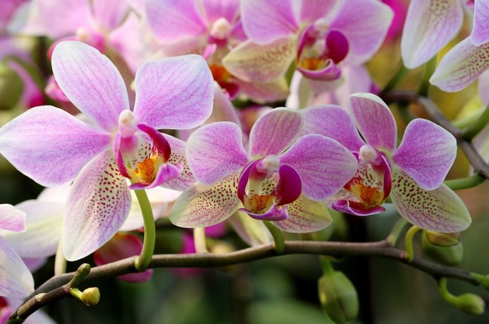Kvetení orchideje