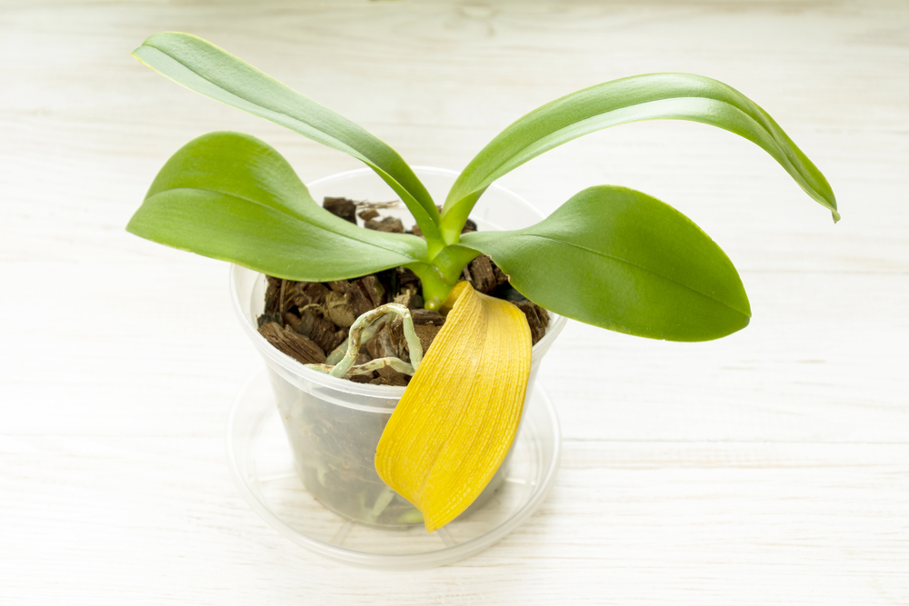 Když listy orchideje žloutnou: Na vině je osvětlení a teplota